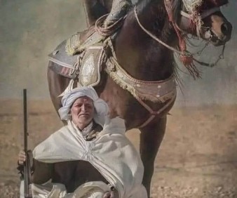 Berber horse